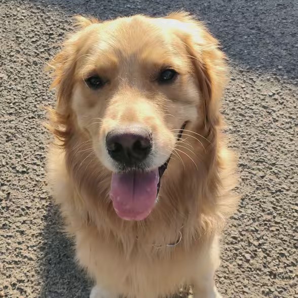 ゴールデンレトリバーcoco