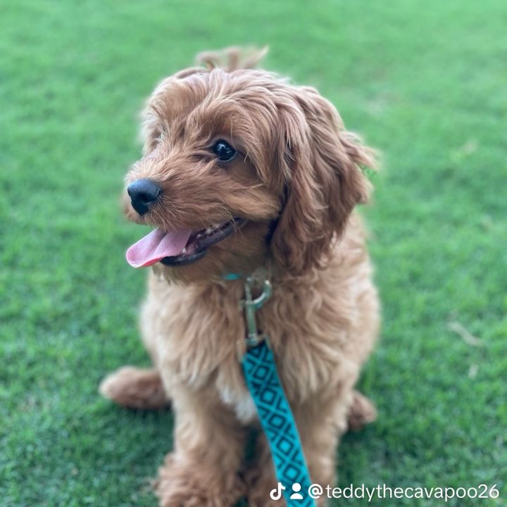 teddythetoycavapoo