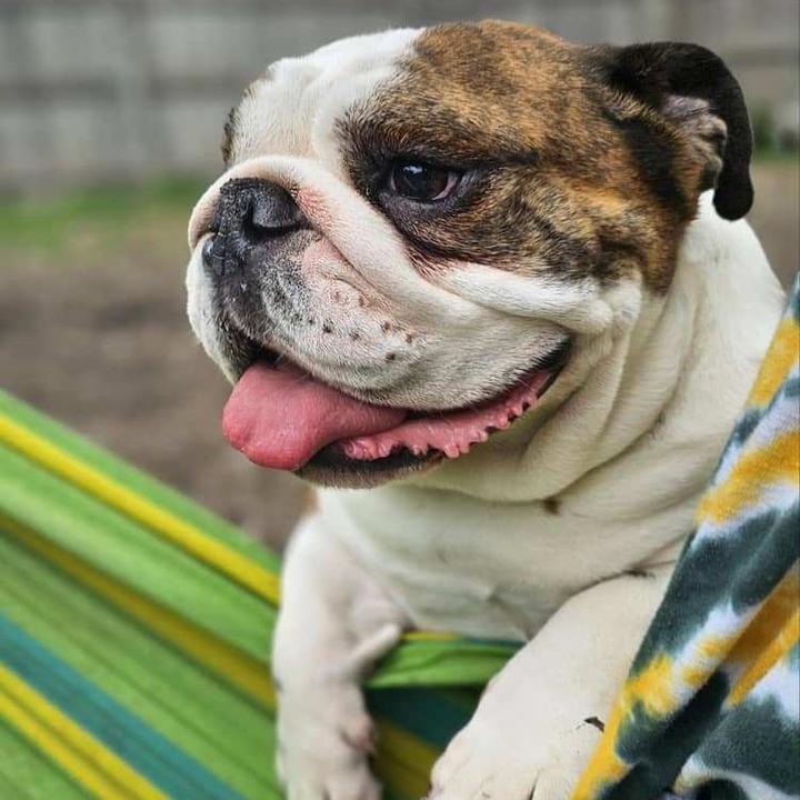 Gracie Love Wigglebutt