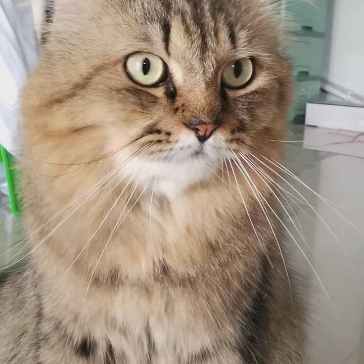 ใบบัวขายดี🍀