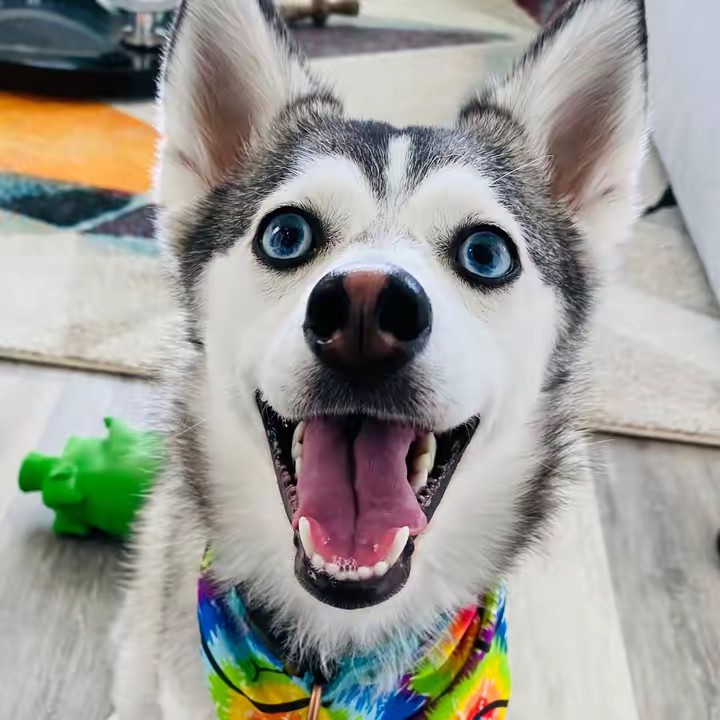 Sapphie the Pomsky