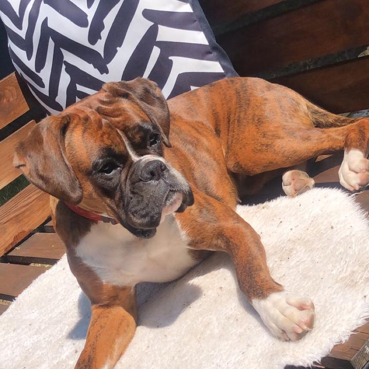 Champ The Boxer 🐶