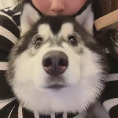 もえまつの森🌳💥