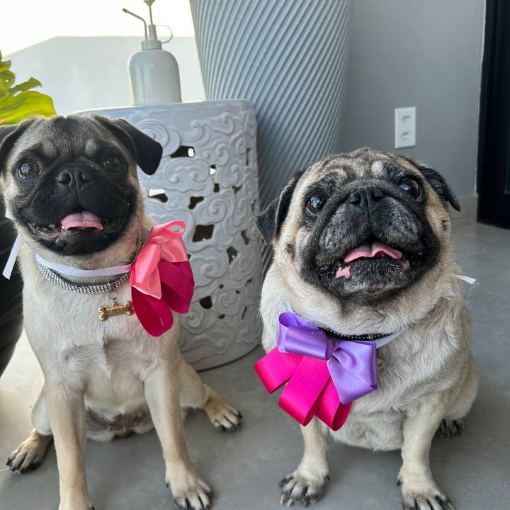 Pugscitas