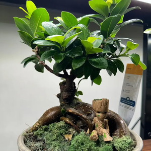 EZGarden&Seed