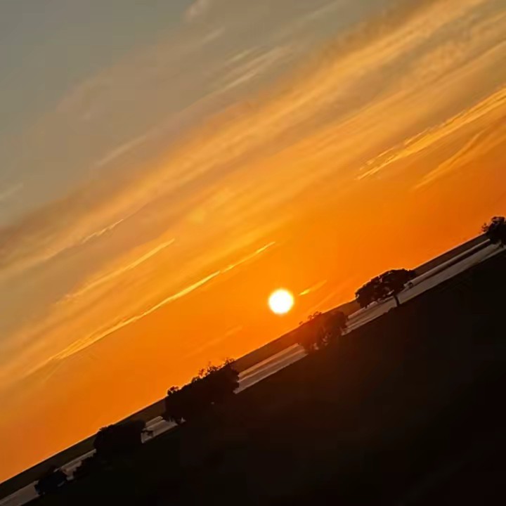 Lobito solitario 🖤🖤