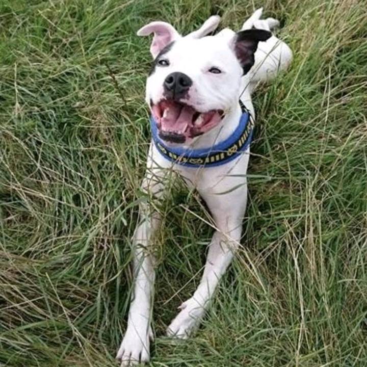 PrinceStaffy🌱🐕