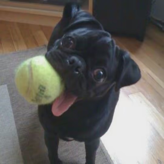 🏳️‍⚧️._SPIDEY._🏳️‍⚧️