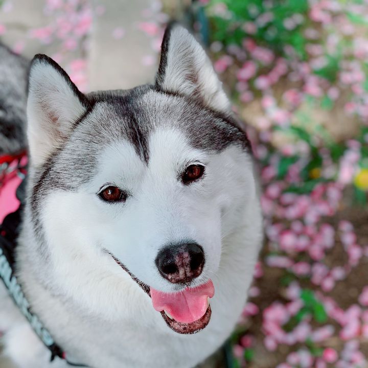 허스키부끄 Huskybooqoo