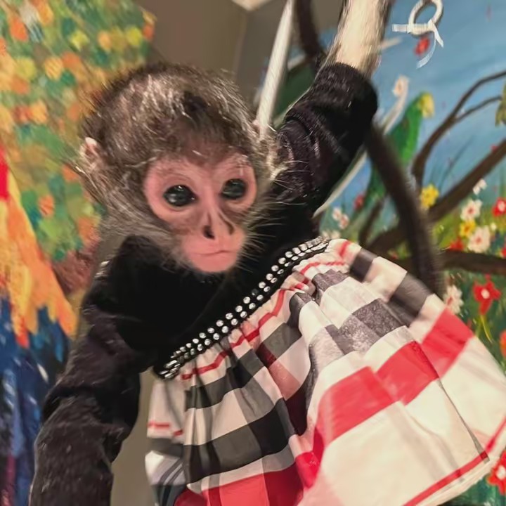 Julia 👑 TikTok Queen