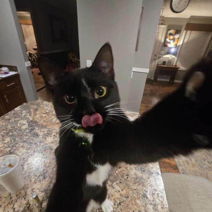 Melissa in NC 💙💙💙🐈‍⬛🐕