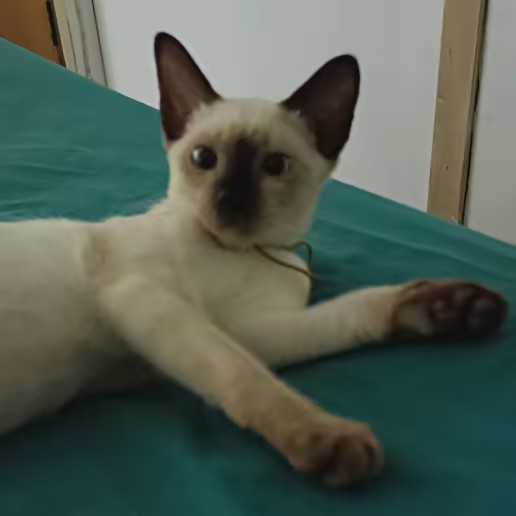 ชิตะ พาสุข