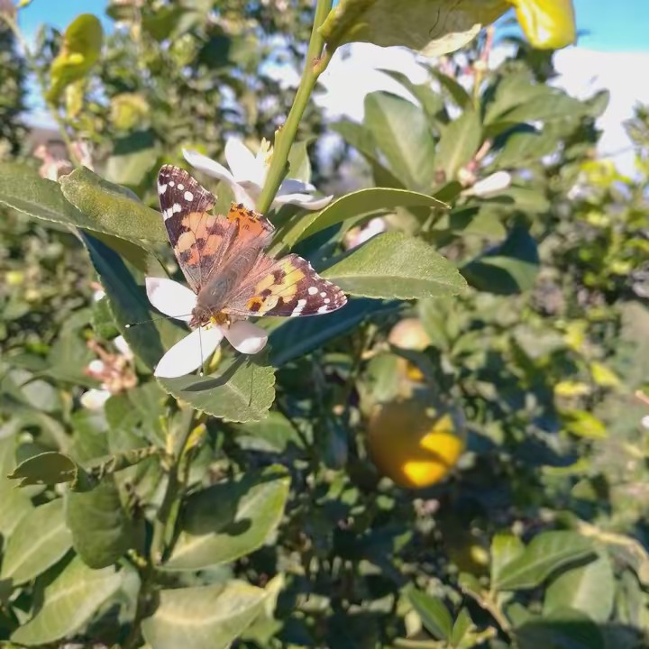 ولد الشمال 2