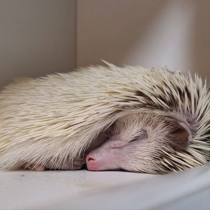 틱톡 라이브 스튜디오 김치덮밥 라이브 계정 (찐임)