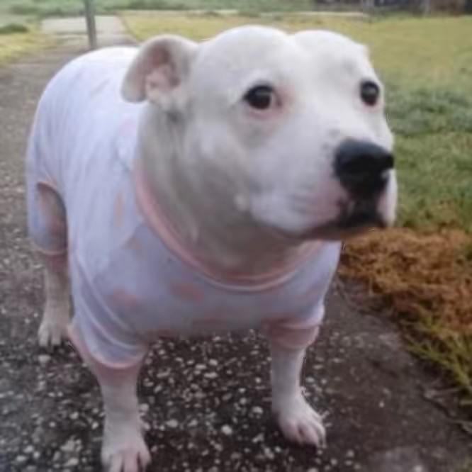 Alfred Haymaker Bryant Sr