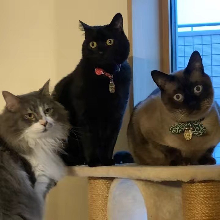 京ちゃん & ３にゃんず🐾🐾🐾