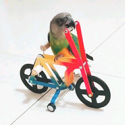 I LOVE PARROT