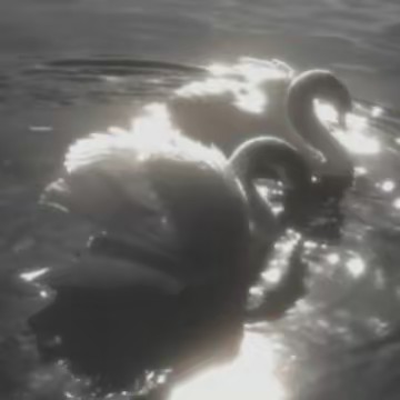 🩰~IUSKAMEN ~ 🦢