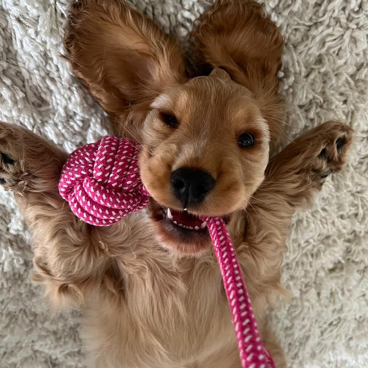 Otis the Cocker Spaniel 🐾