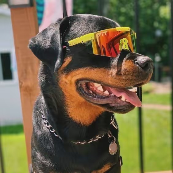 fans__de_miraculous0