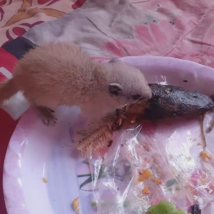 น้องหนูนิตตย์