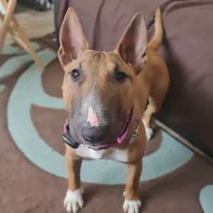 Bella-Mini-Bull-Terrier