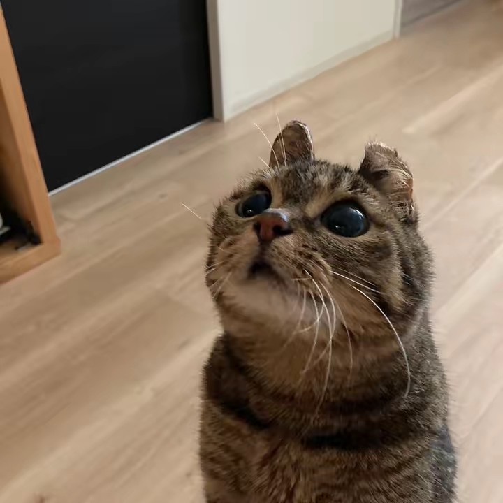 猫のナスキー
