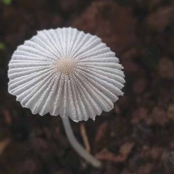 paz✌️e amor ❤️