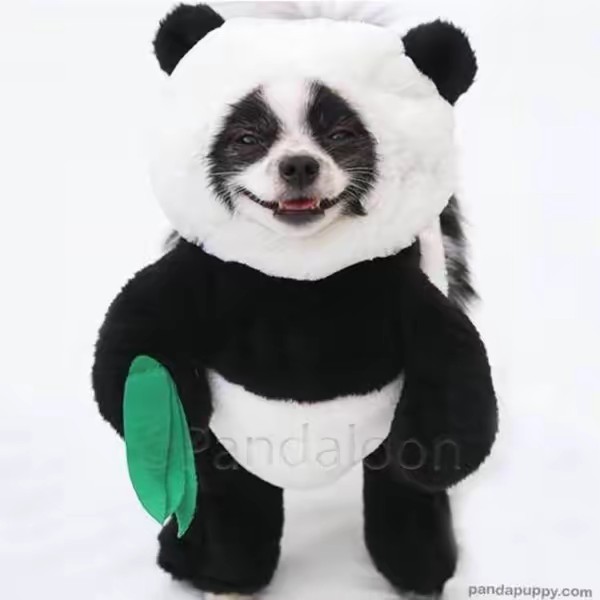 Huxley & Eugenia | Panda Puppy
