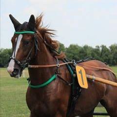 Martinette La Norman