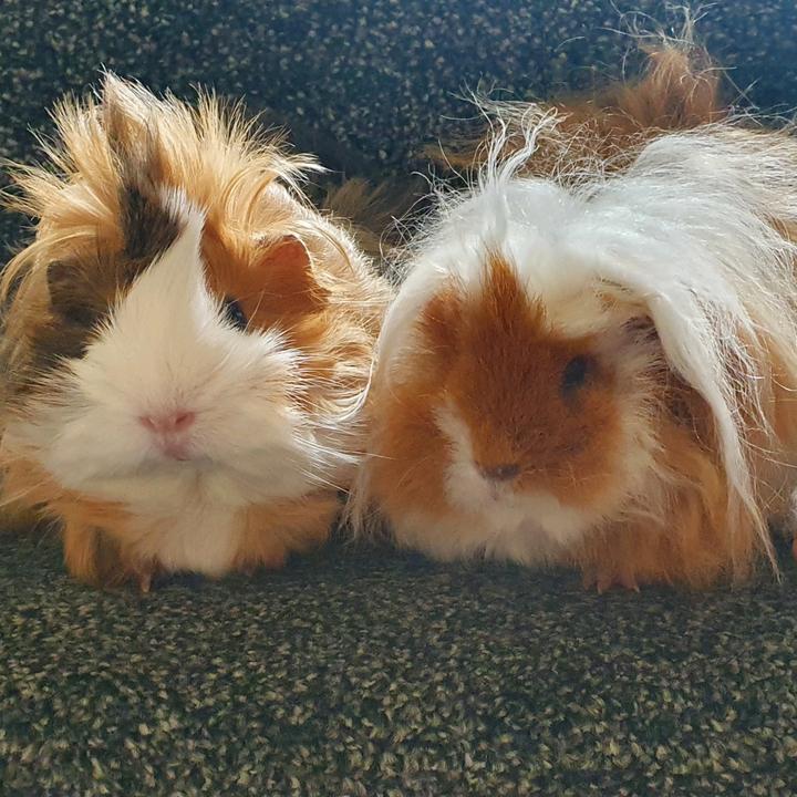 .Welsh.GuineaPigs
