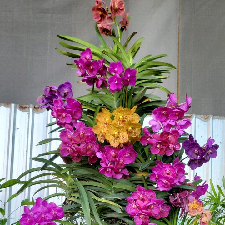 🇹🇭 سامي ⚔️sammi🇵🇸