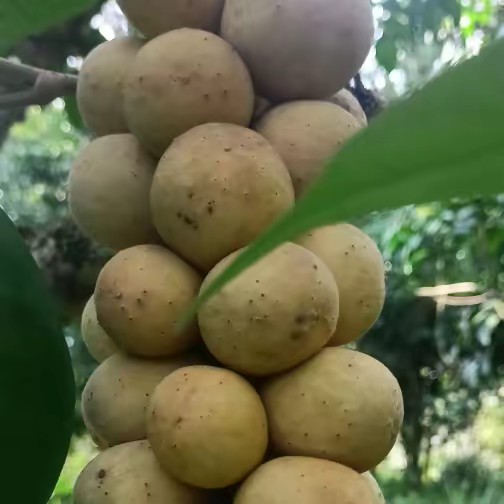 ของดี บอกต่อ