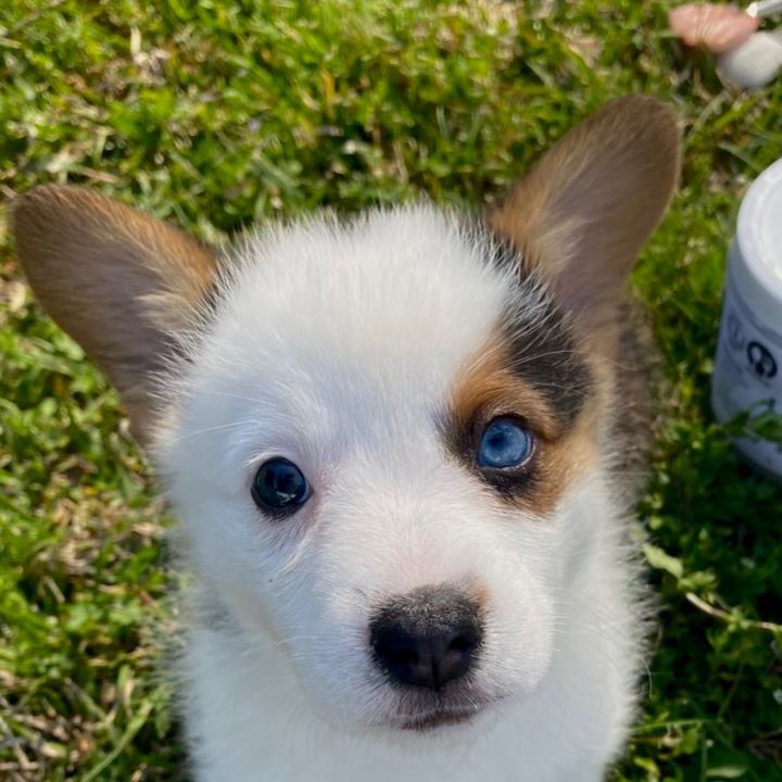 Dunkin the Corgi