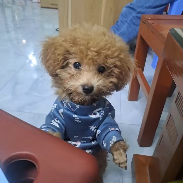 iu kuromi ghét melodi😈