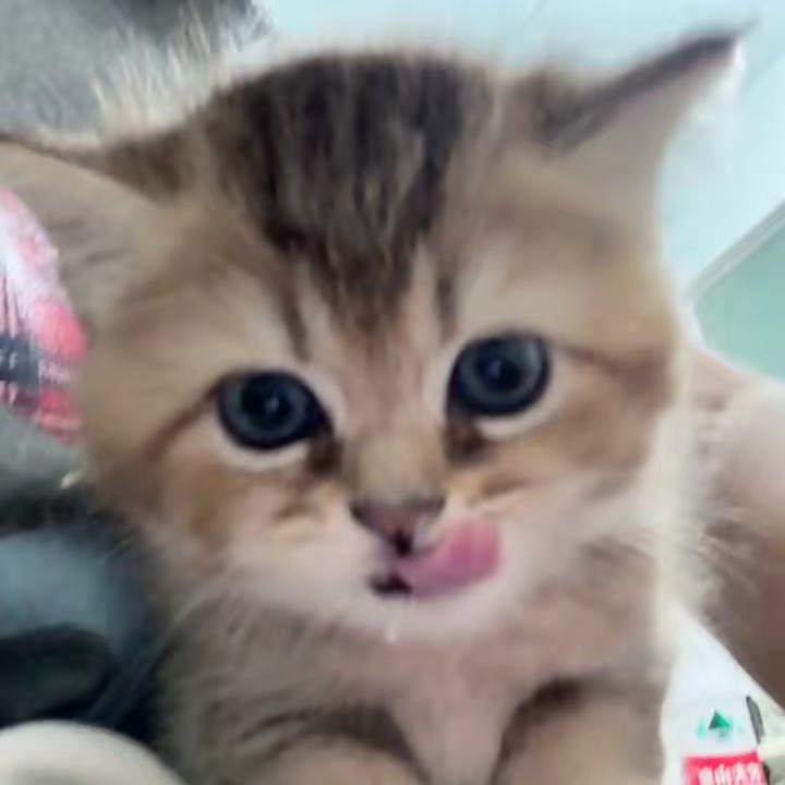 Sylus_yc