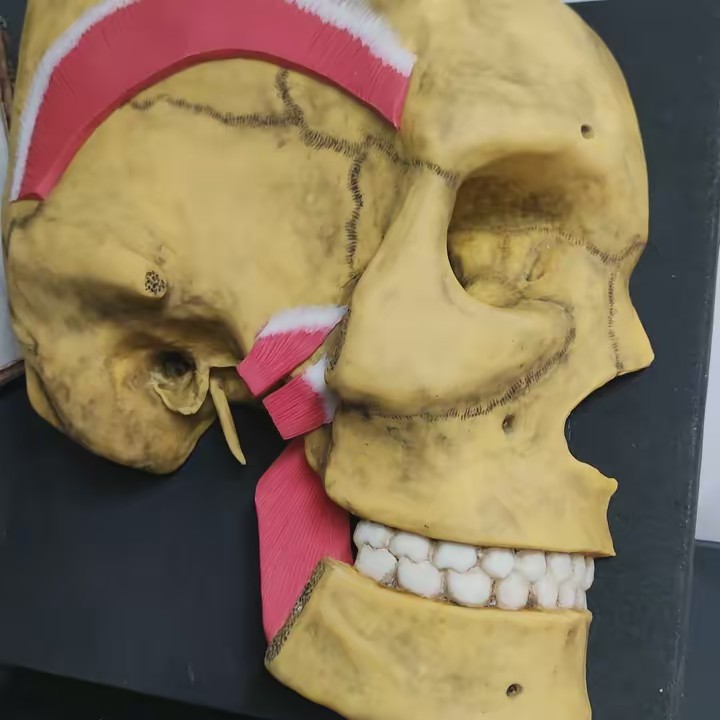 maquetas_anatomicas_uio