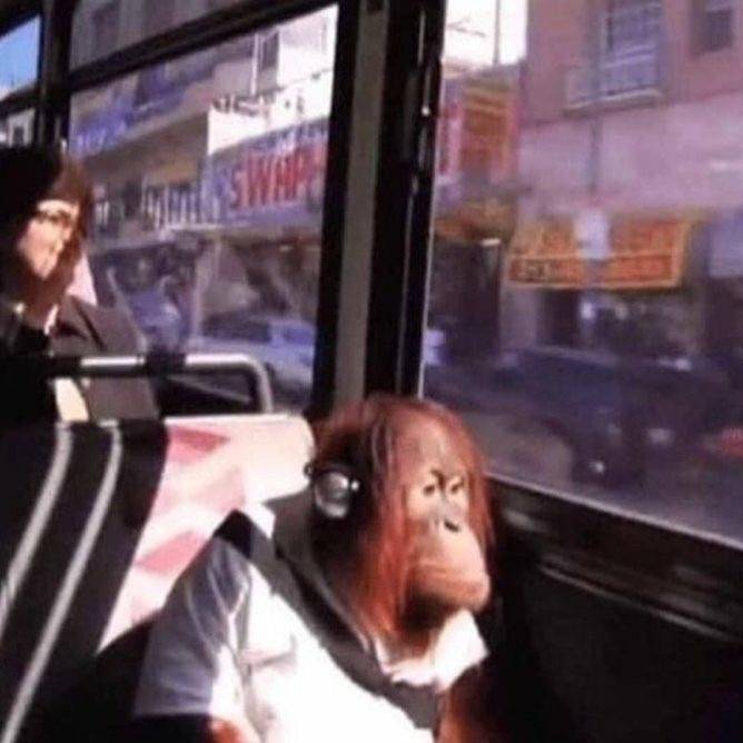 ミ★ 𝘐𝘯𝘥𝘪𝘨𝘰 ★彡