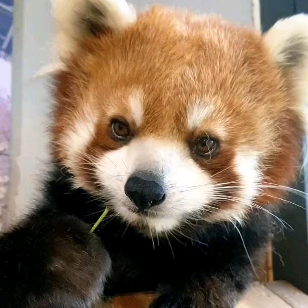 cute red panda!