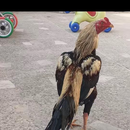 Malik Bilawal Ali Miaal