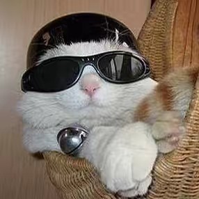 야관띤 🐈‍⬛แมวเป้า🐾🤣