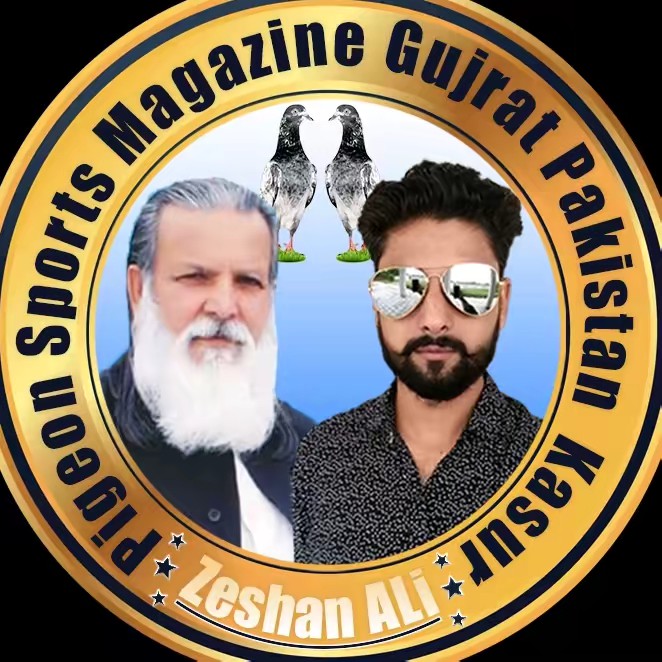 Zeshan Ali Kasuri Pigeon