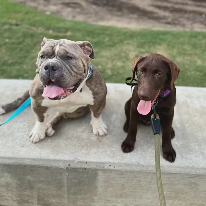 thelifeofbeauandblue