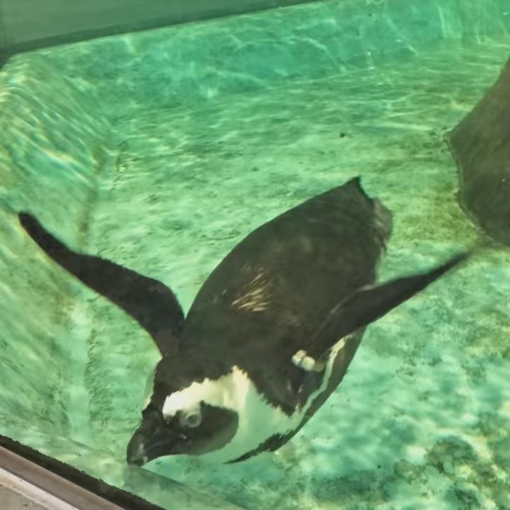 阪神最高！💎🏰