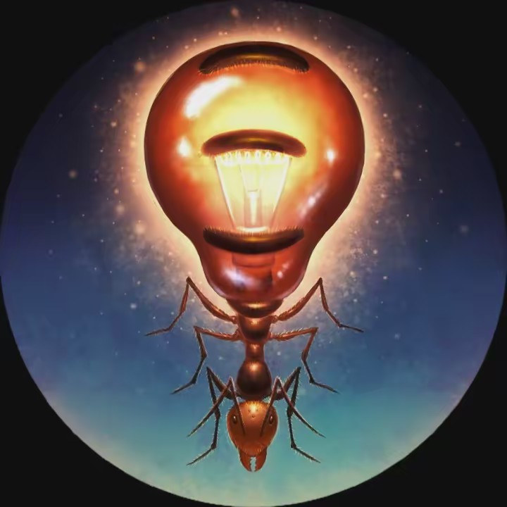 Lights Camera Ants