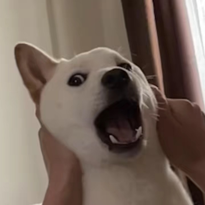 ぴろさんfamily＋🐶白柴おもち