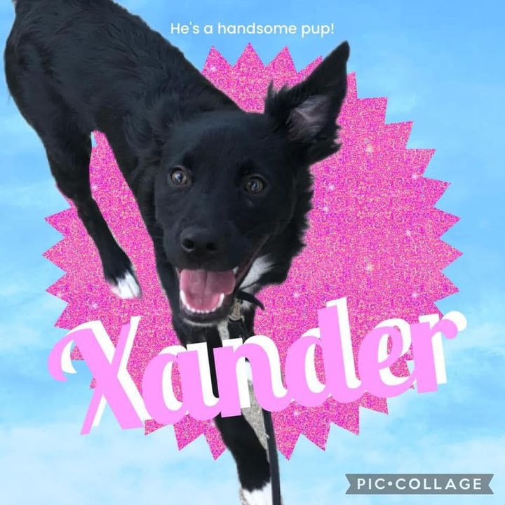 Xander The Spaniel