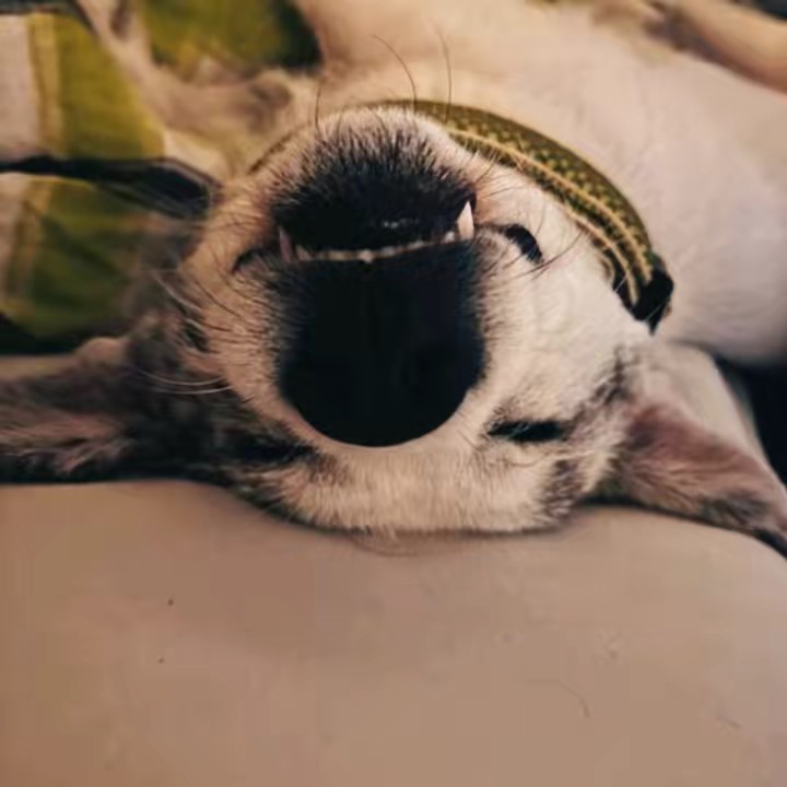 🐶Eine_perla_der_Natur🐶