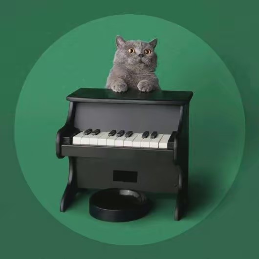 the Pet Piano 🐈🐈