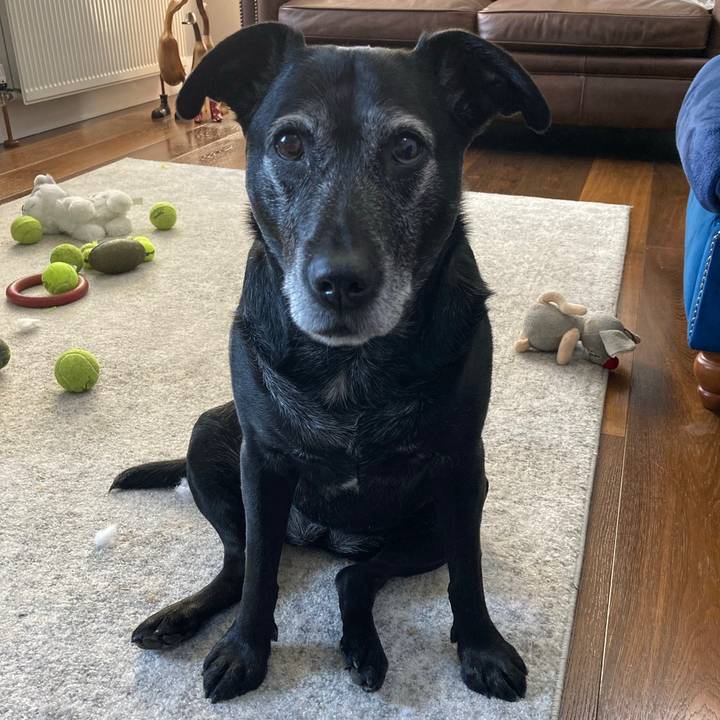 🐾🐾 MOLLYBOOTS 🐾🐾